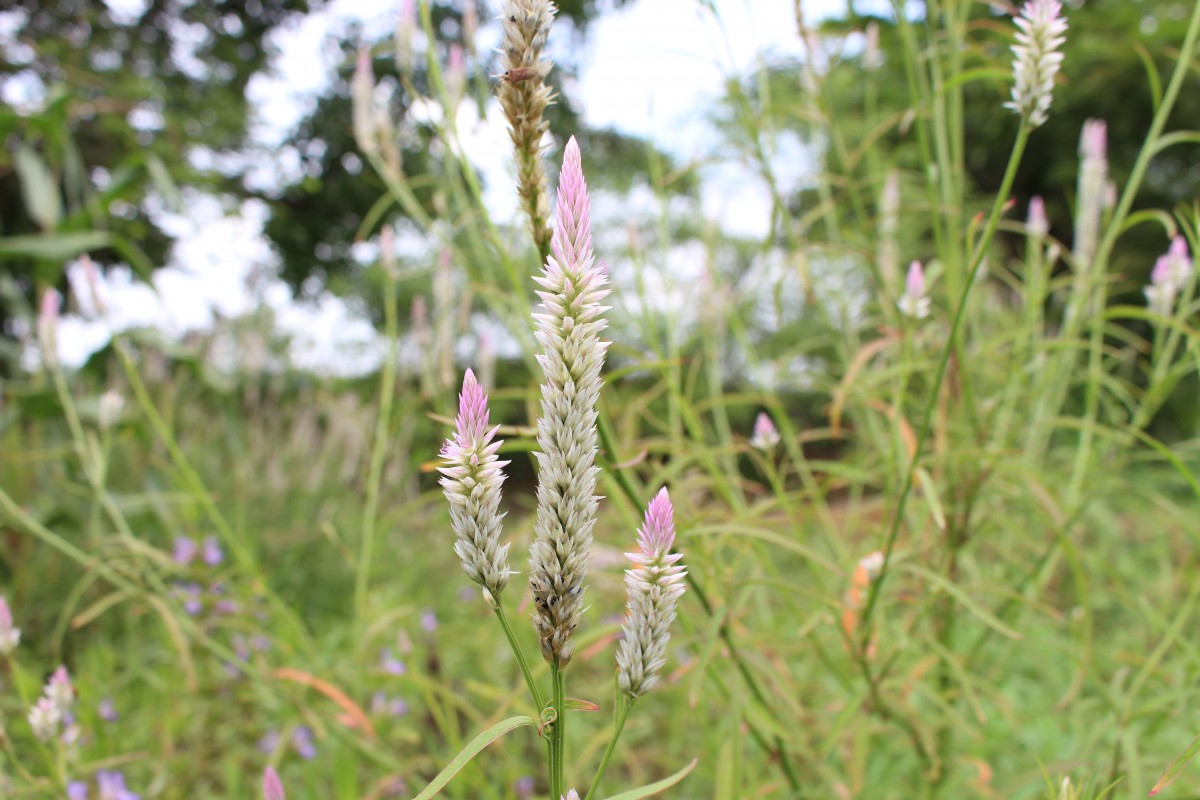 Celosia argentea L.